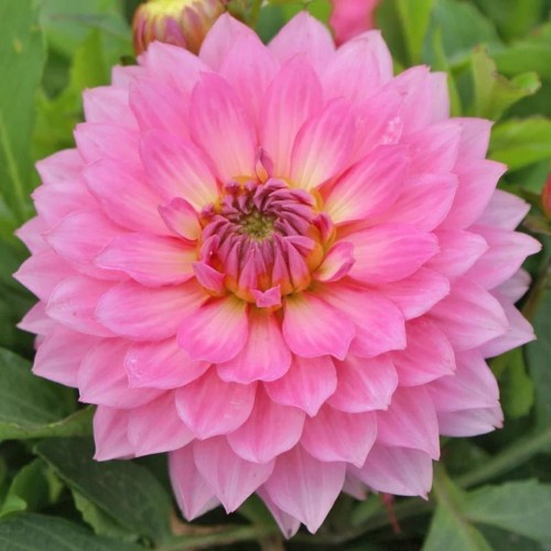 Dahlia hortensis 'Lubega® XL Pink' - Aeddaalia 'Lubega® XL Pink'